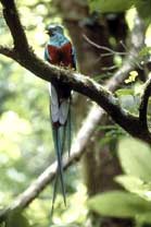 Quetzal